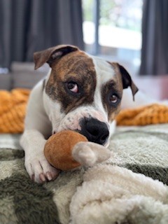 Vinnie Van Gogh - American Staffy