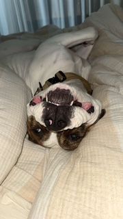 Gallery image: Vinnie Van Gogh