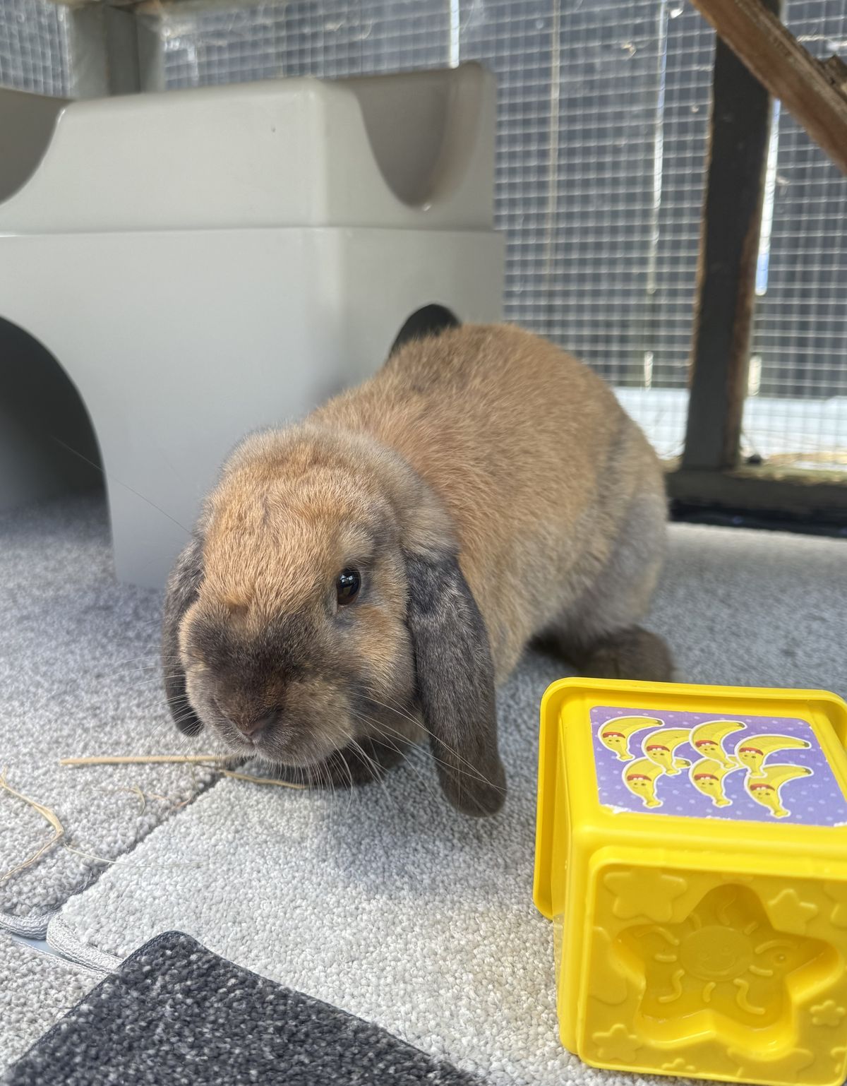 Gallery image: Cinnabun