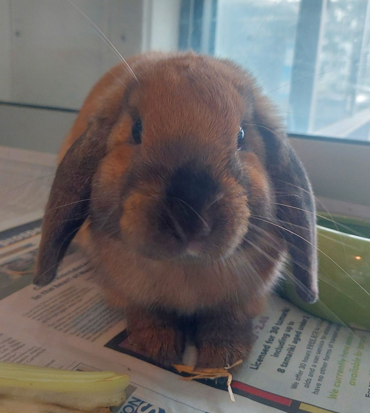 Gallery image: Cinnabun