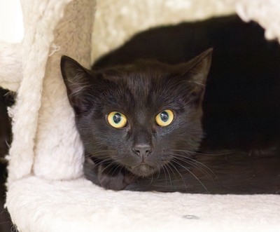 Slade - Domestic Short Hair