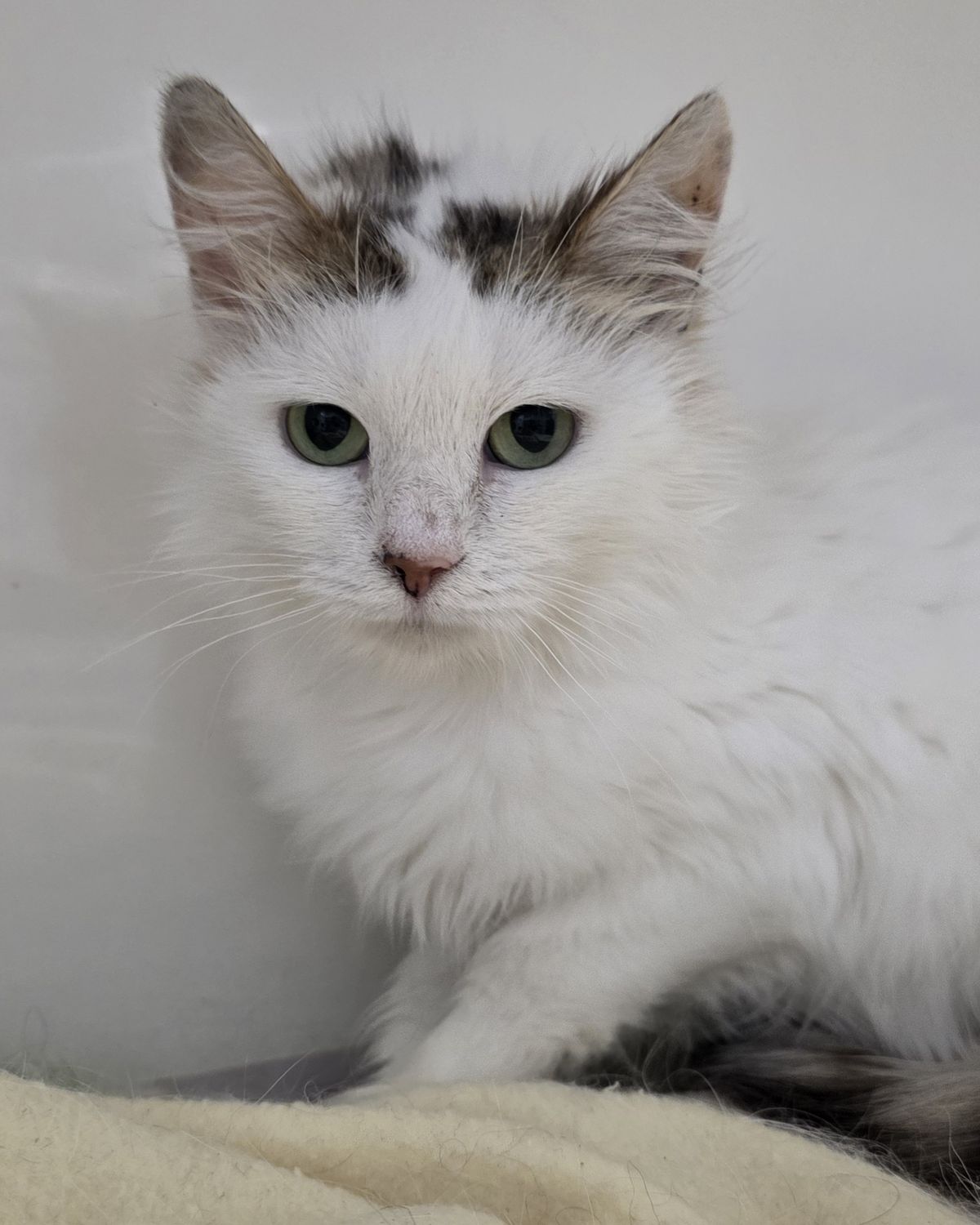 Gallery image: Esmiralda