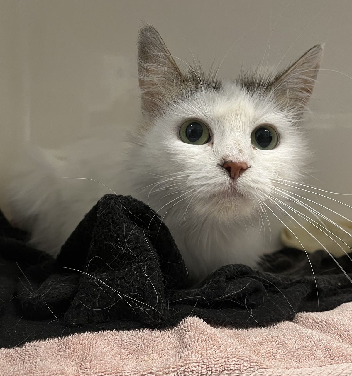 Gallery image: Esmiralda