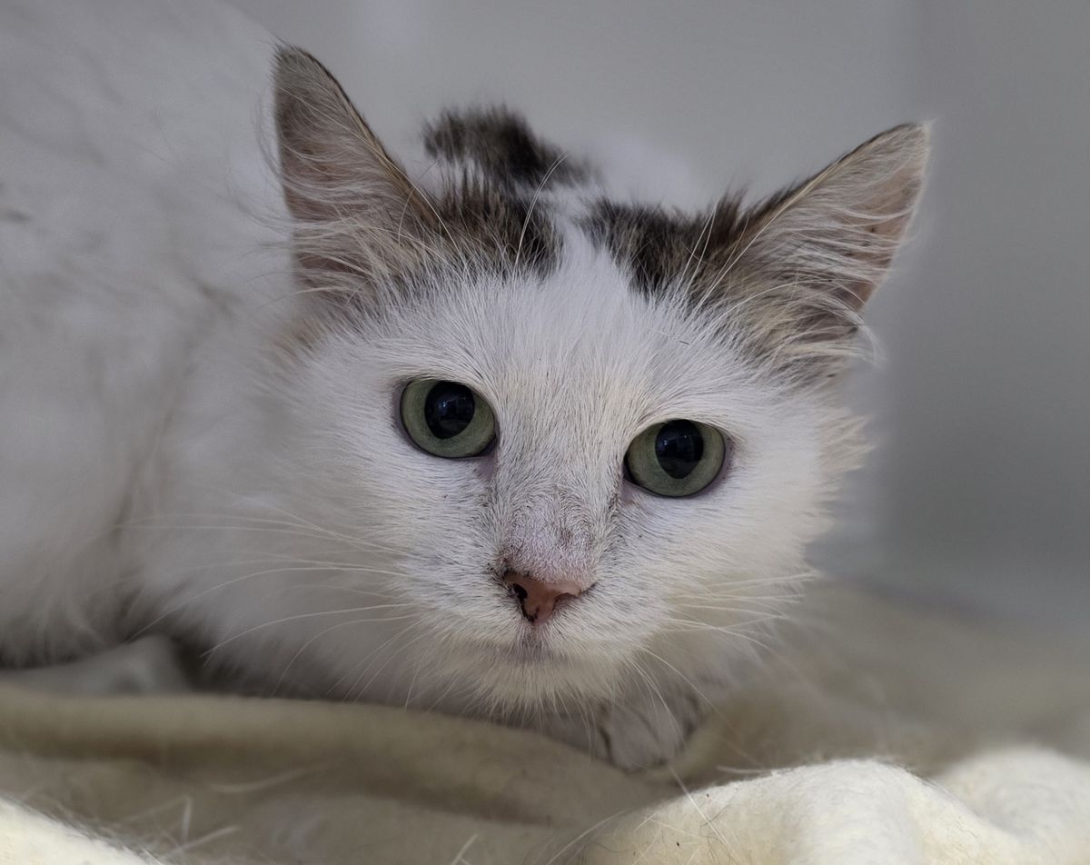 Gallery image: Esmiralda