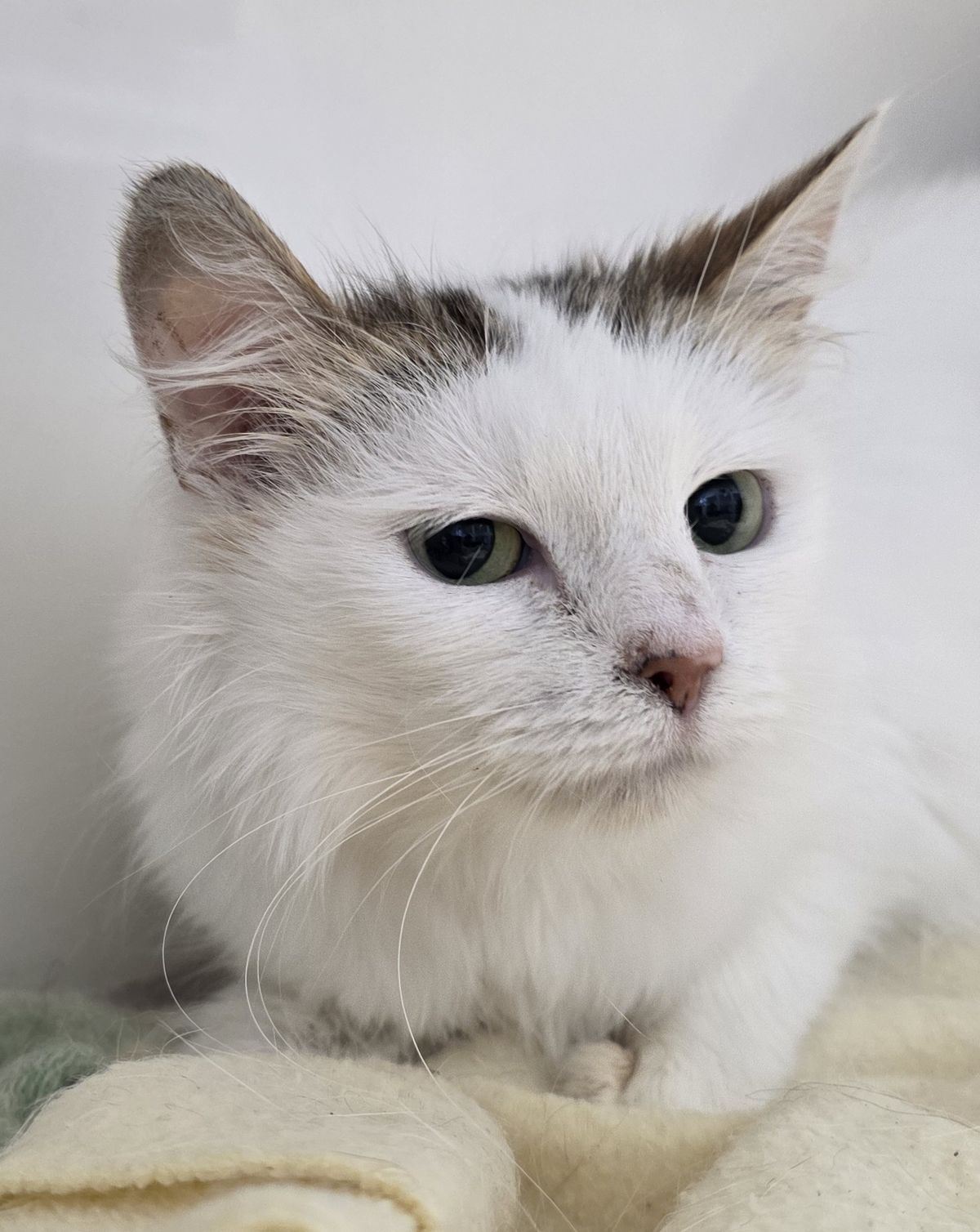 Gallery image: Esmiralda