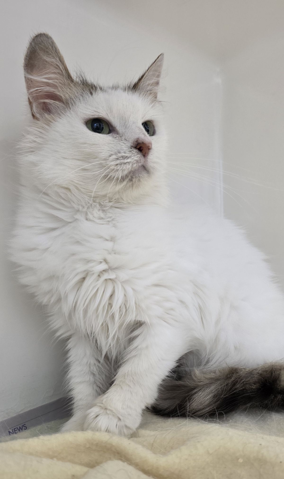 Gallery image: Esmiralda