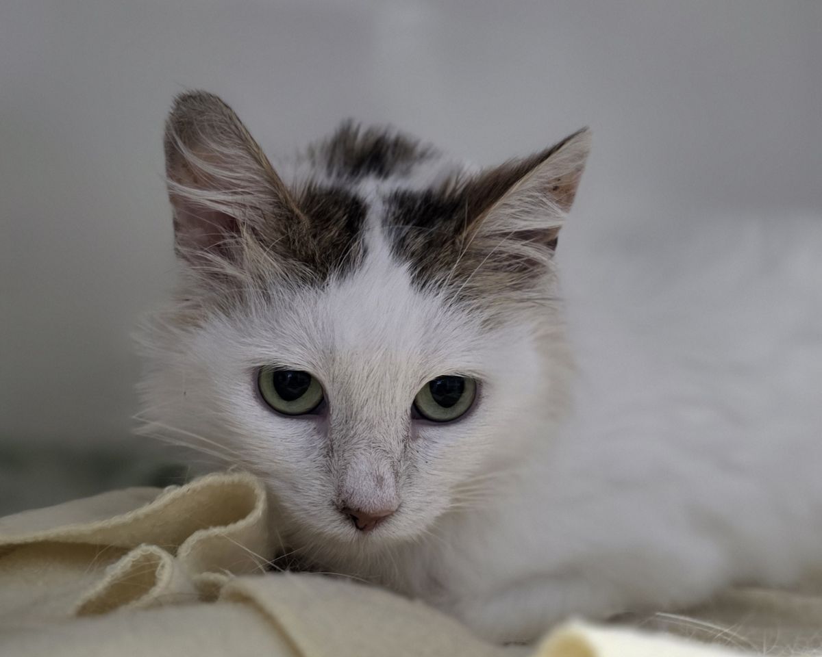 Gallery image: Esmiralda