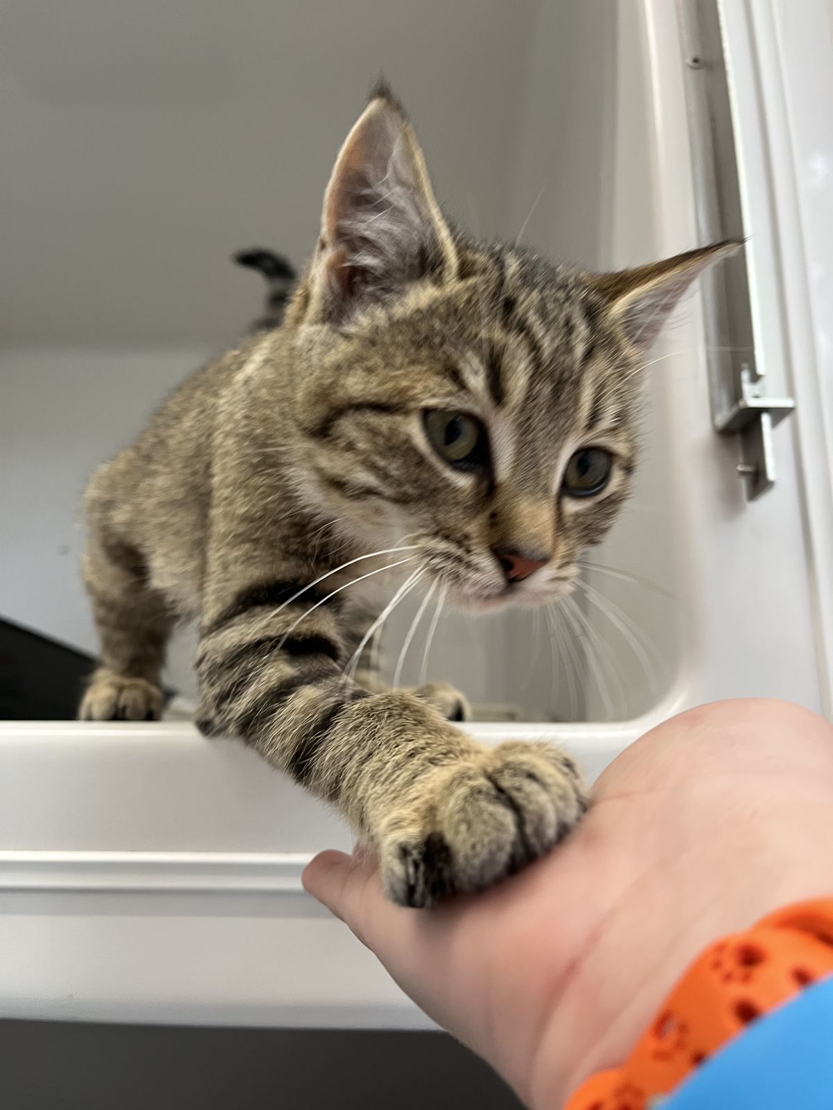 Gallery image: Violet