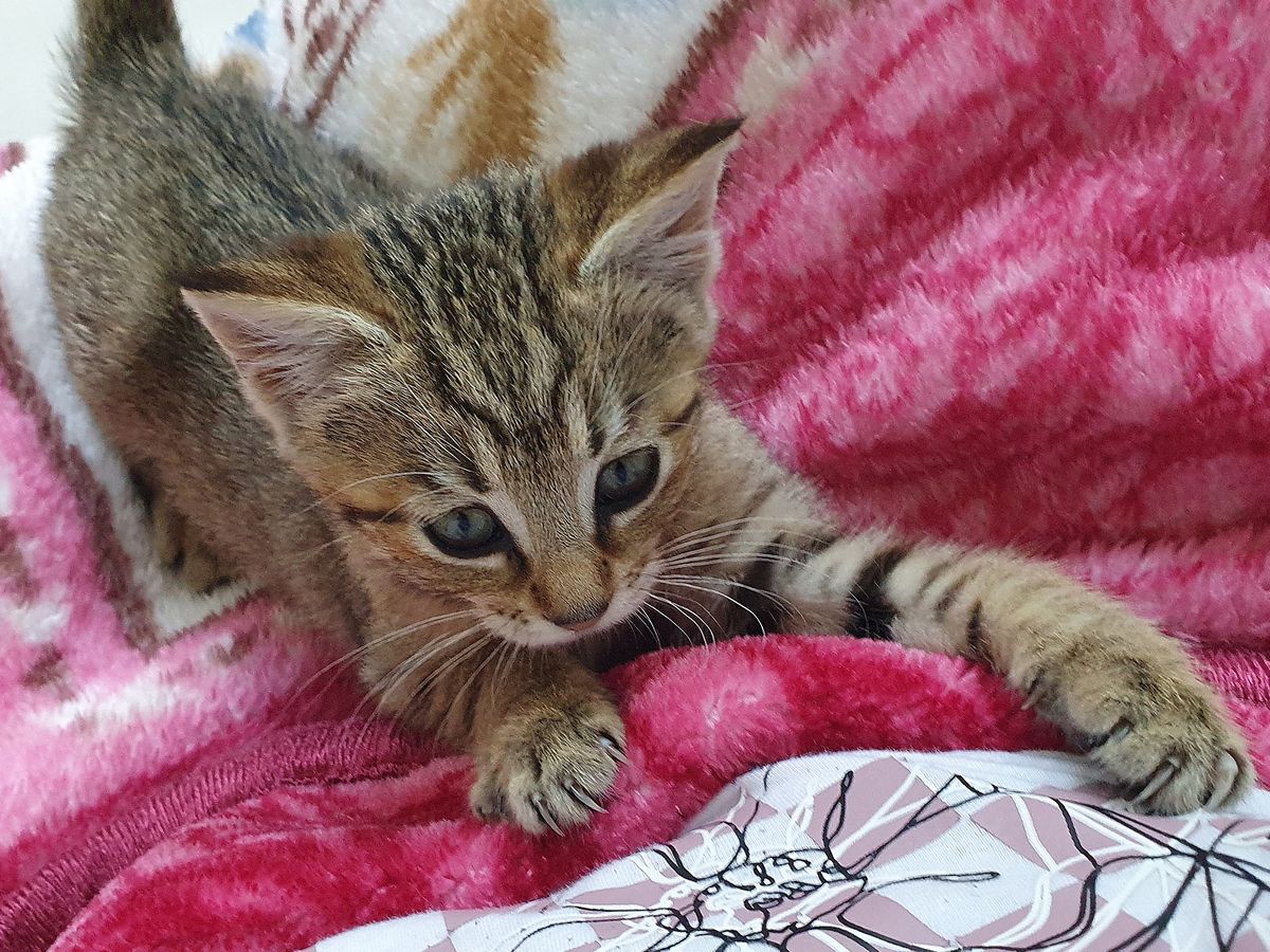 Gallery image: Violet