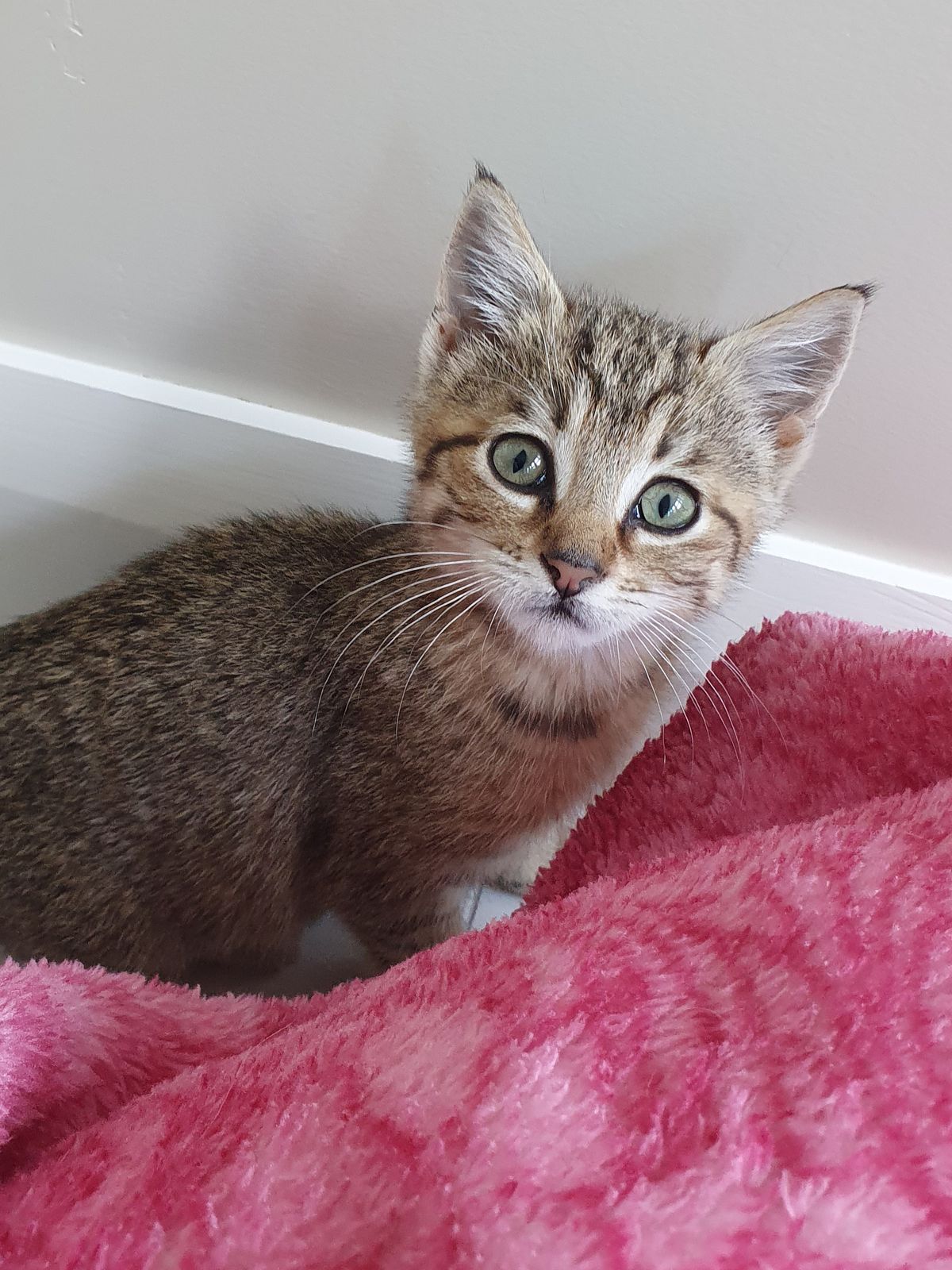 Gallery image: Violet