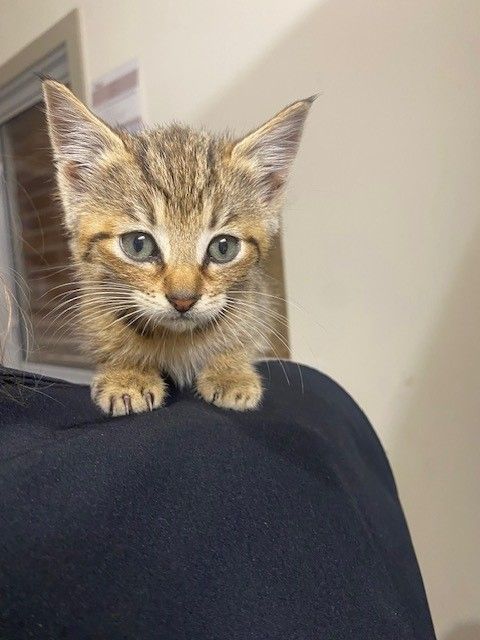 Gallery image: Violet