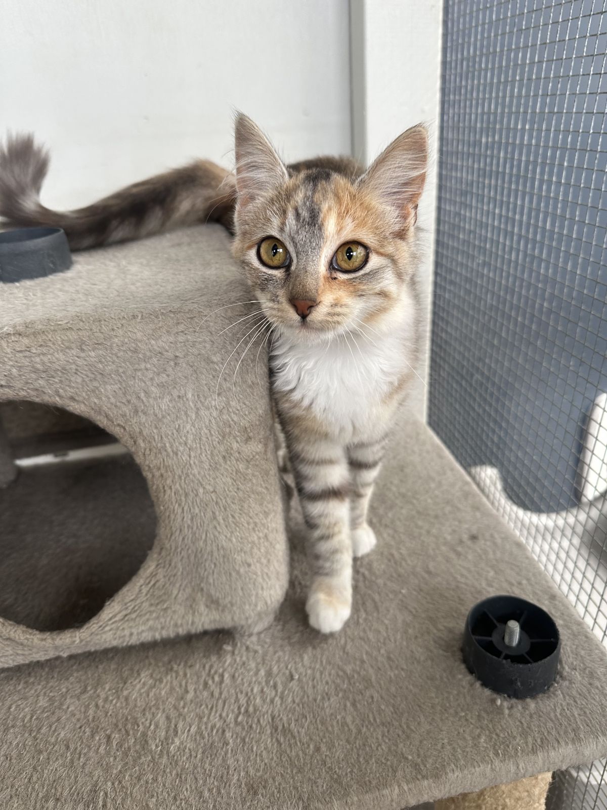 Gallery image: Chrystal