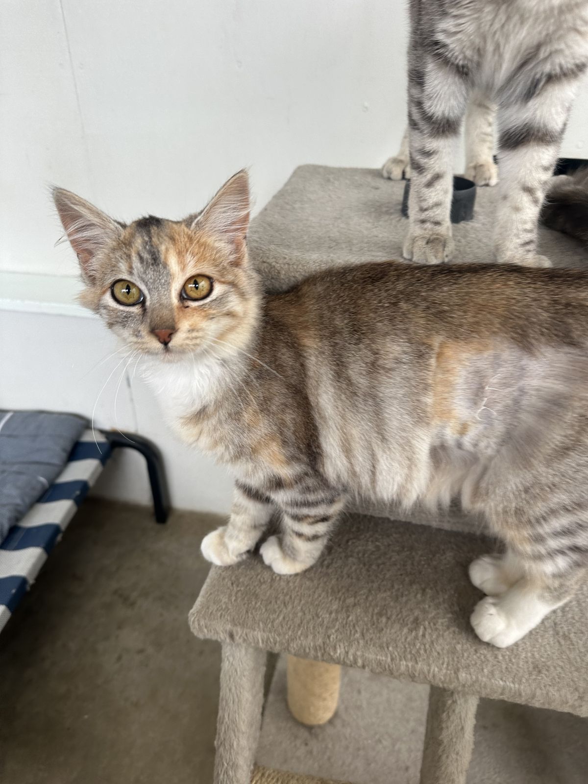 Gallery image: Chrystal