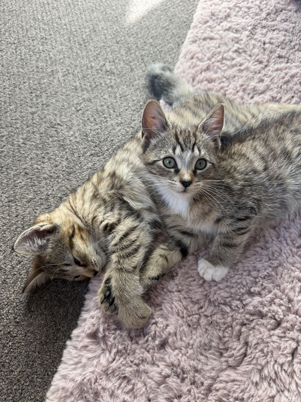 Gallery image: Nesquik