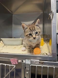 Gallery image: Nesquik