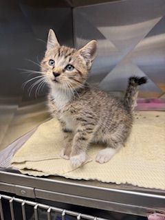 Gallery image: Nesquik