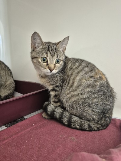 Heidi  - Domestic Short Hair