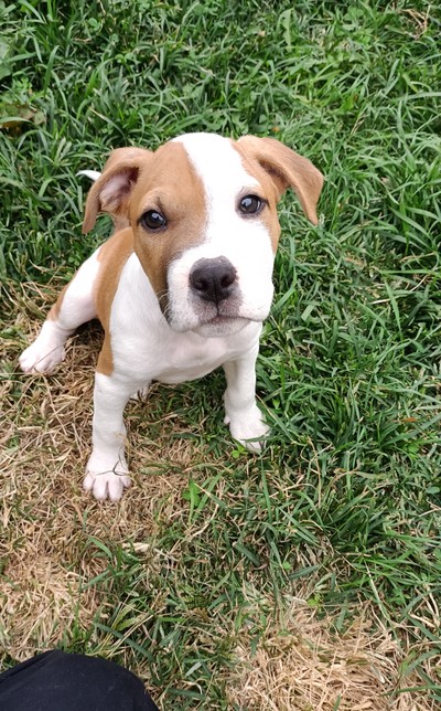 Quil - Medium Cross Breed