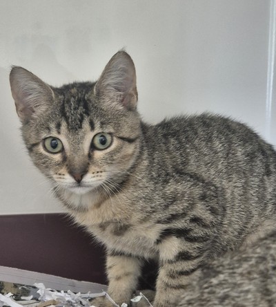 Hilda - Domestic Short Hair