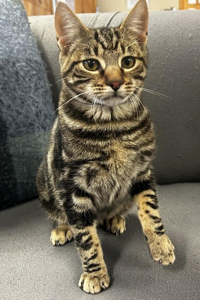 Tonto - Domestic Short Hair