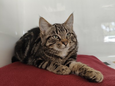 Asher - Domestic Short Hair