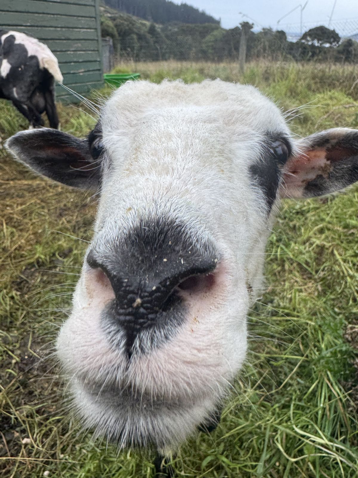 Gallery image: Mochi