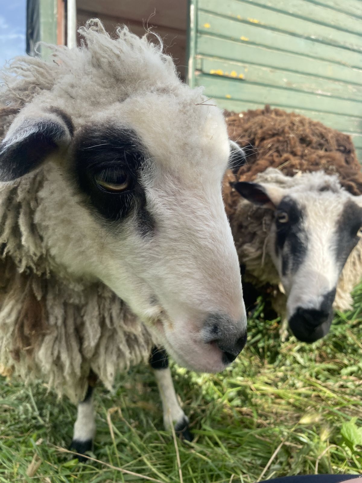 Gallery image: Mochi