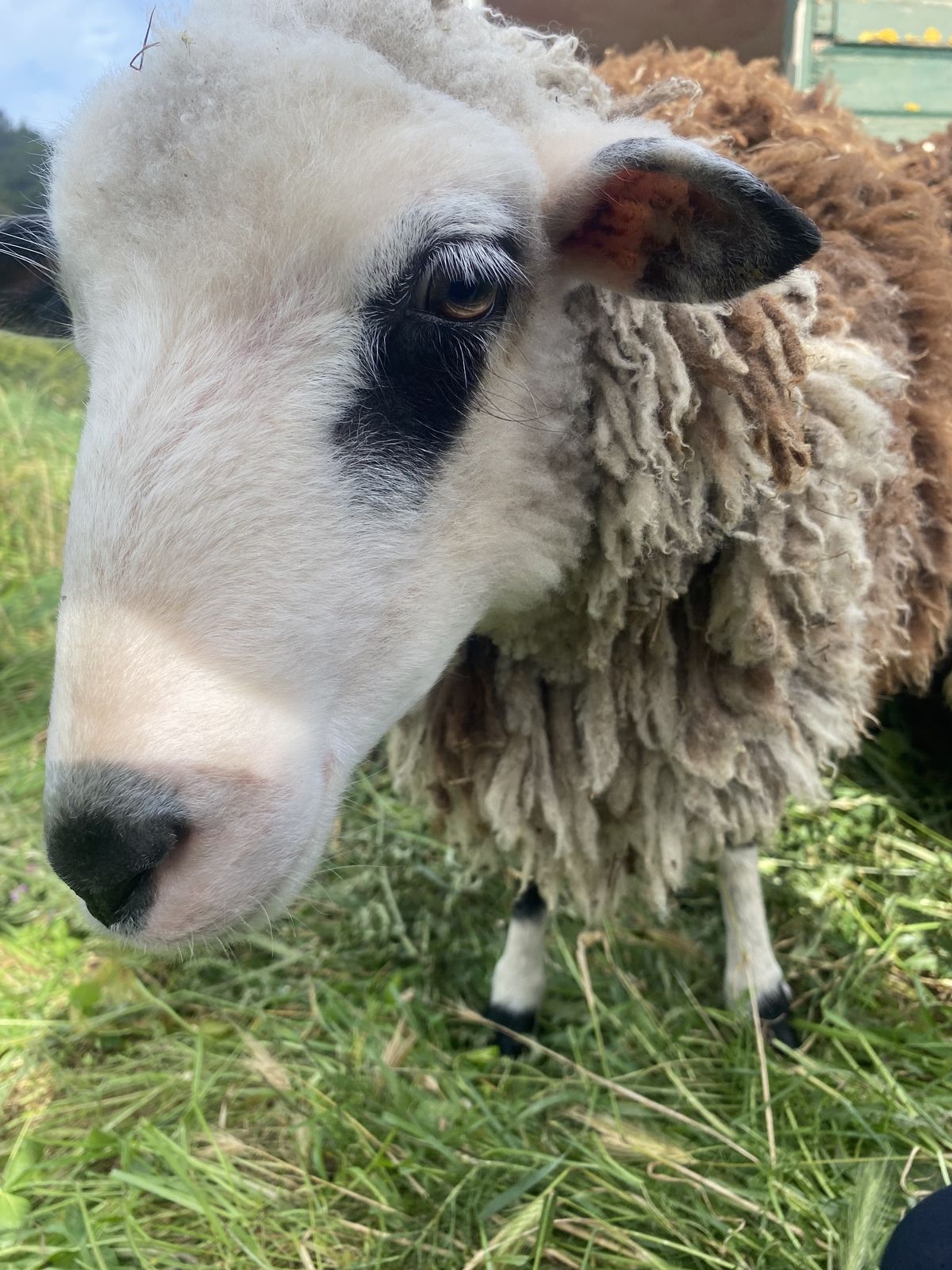 Gallery image: Mochi