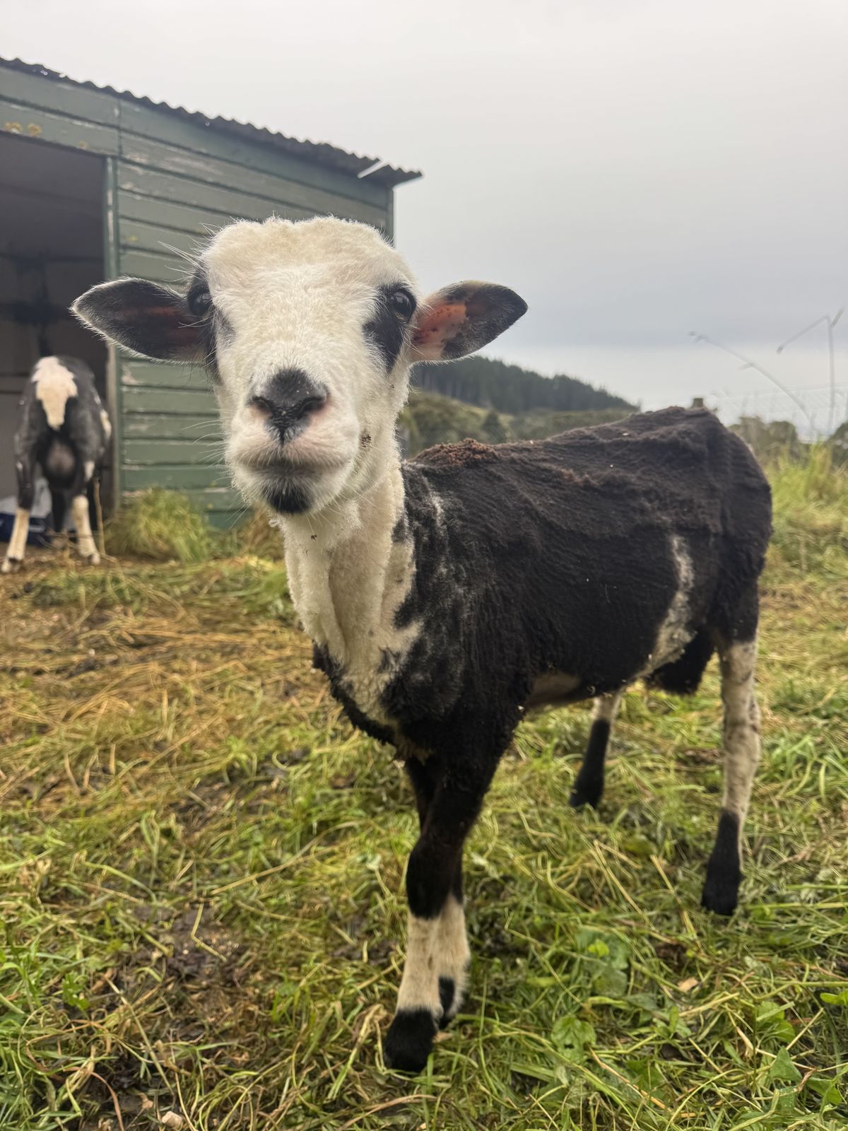 Gallery image: Mochi