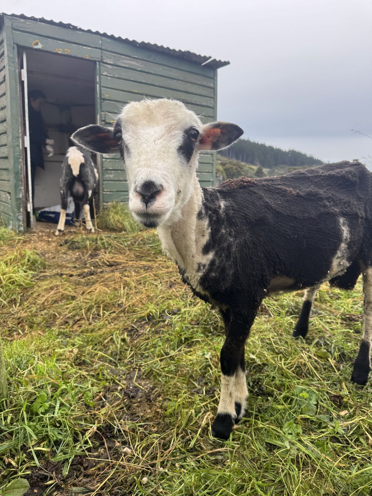 Gallery image: Mochi