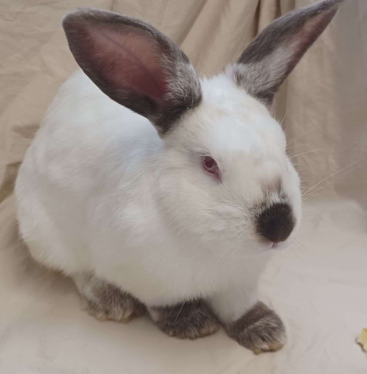 Gallery image: Carlos