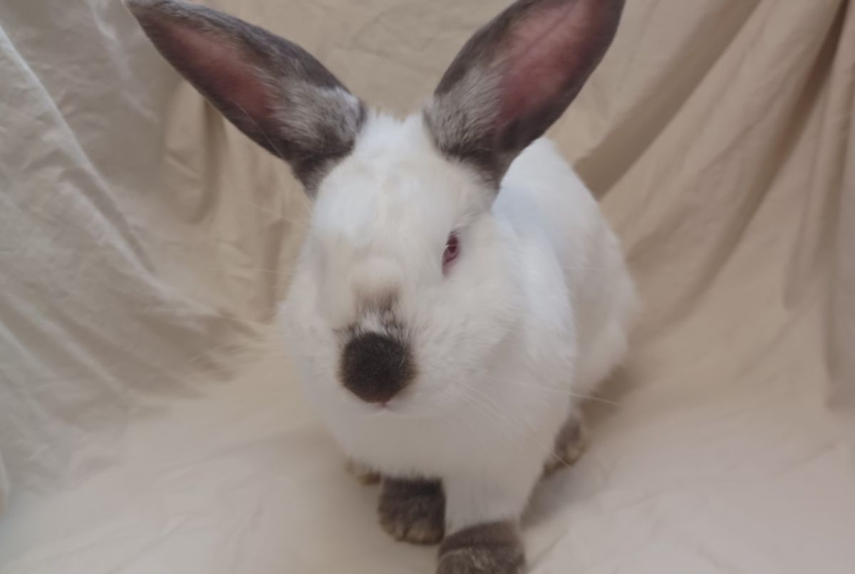 Gallery image: Carlos