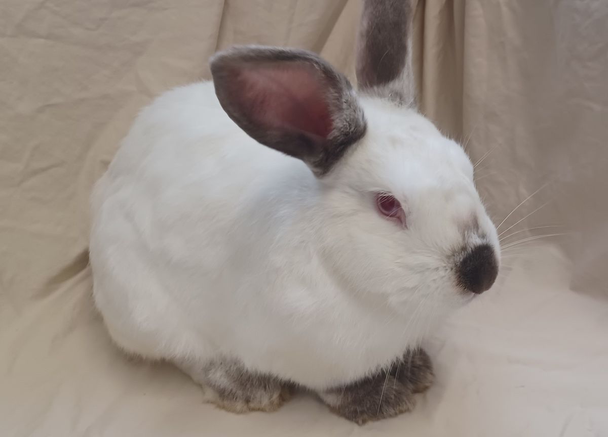 Gallery image: Carlos