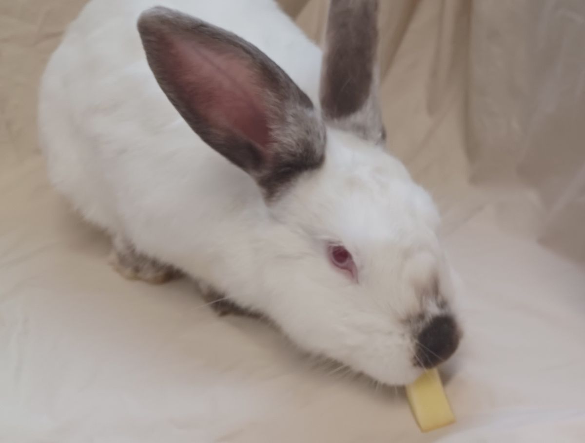 Gallery image: Carlos