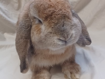 Roman - Lop Eared