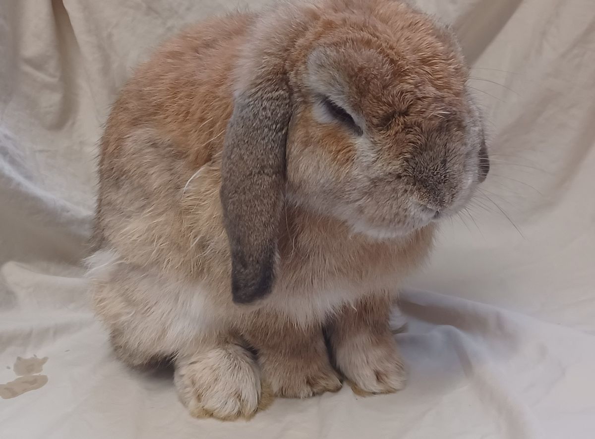 Gallery image: Roman