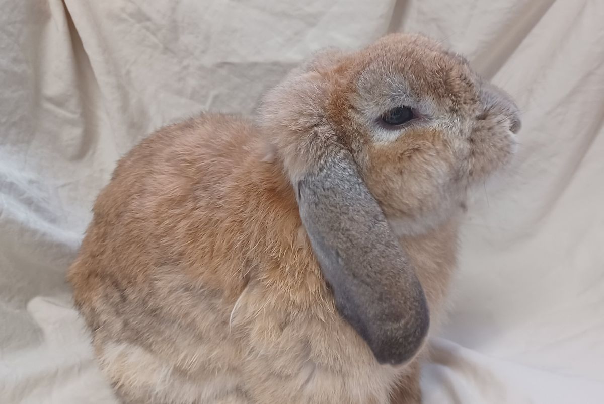 Gallery image: Roman