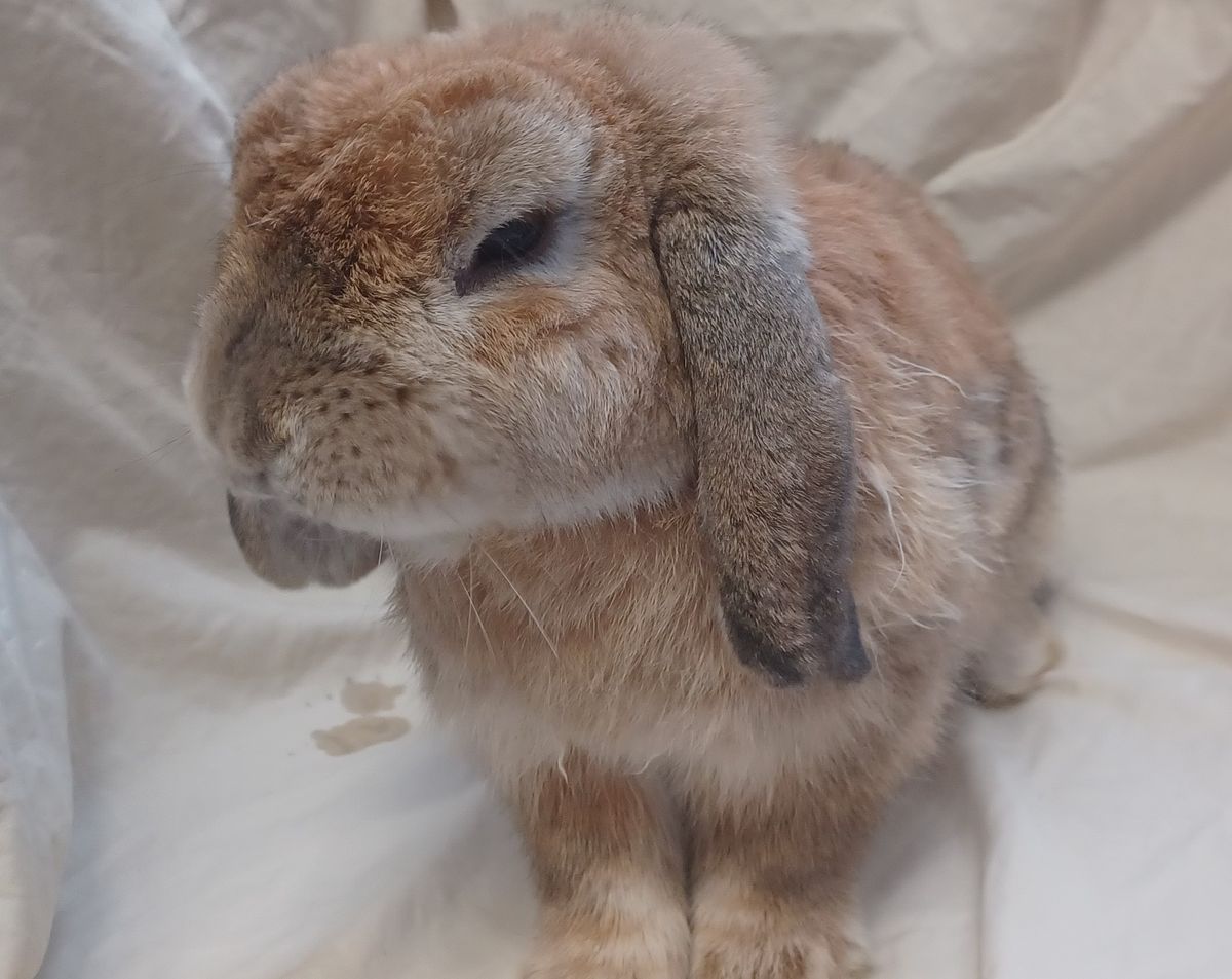 Gallery image: Roman