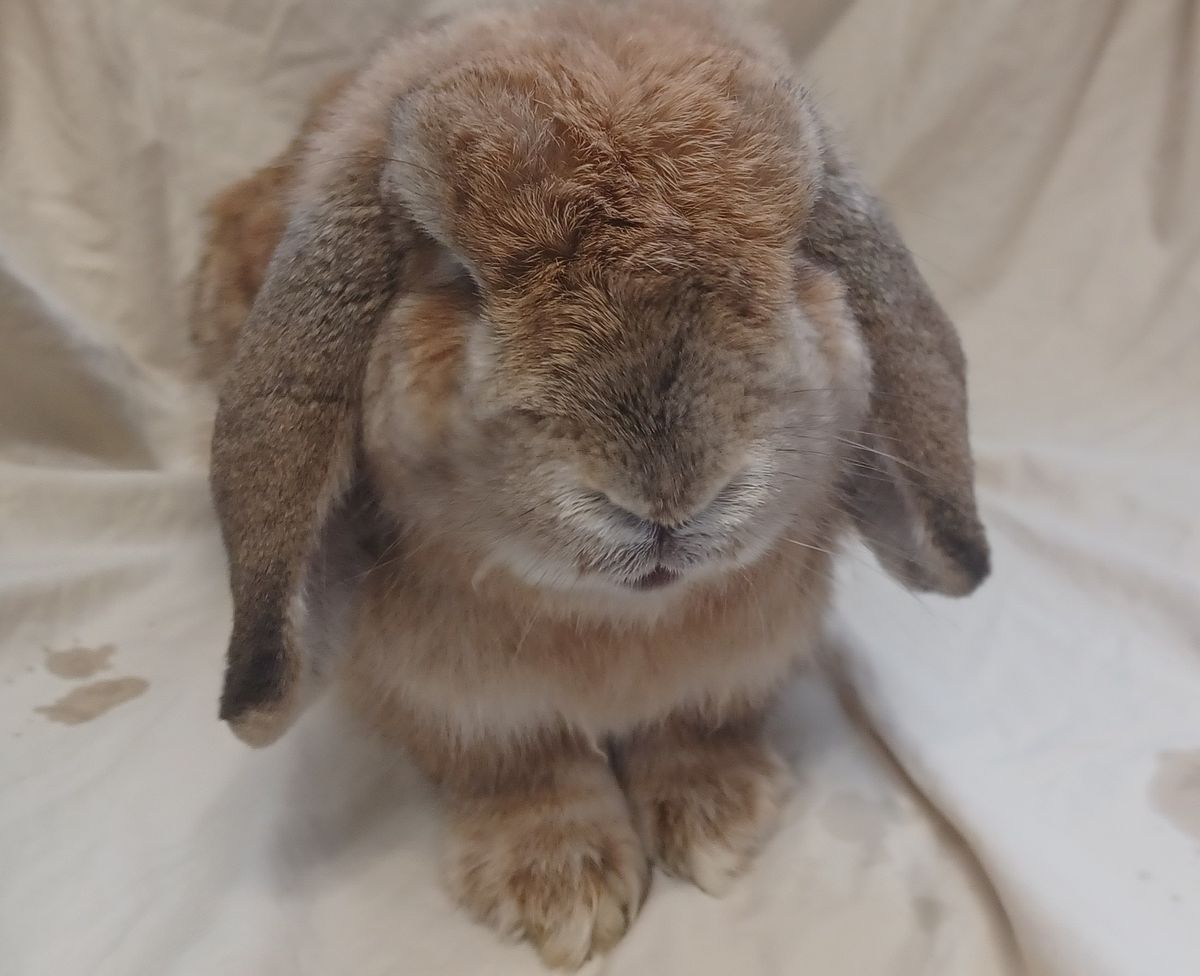 Gallery image: Roman