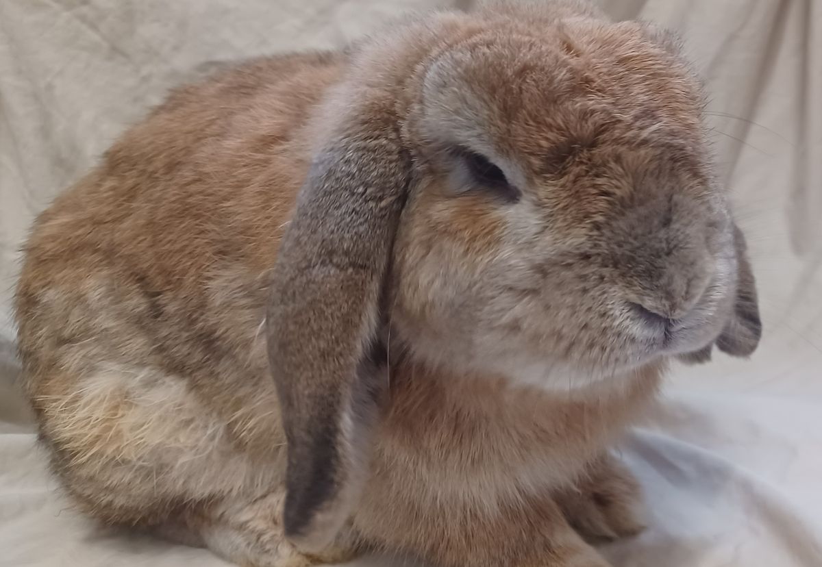 Gallery image: Roman