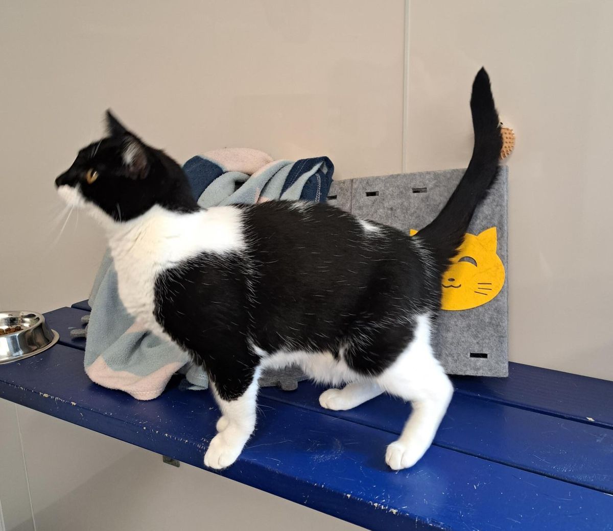 Gallery image: Pixie