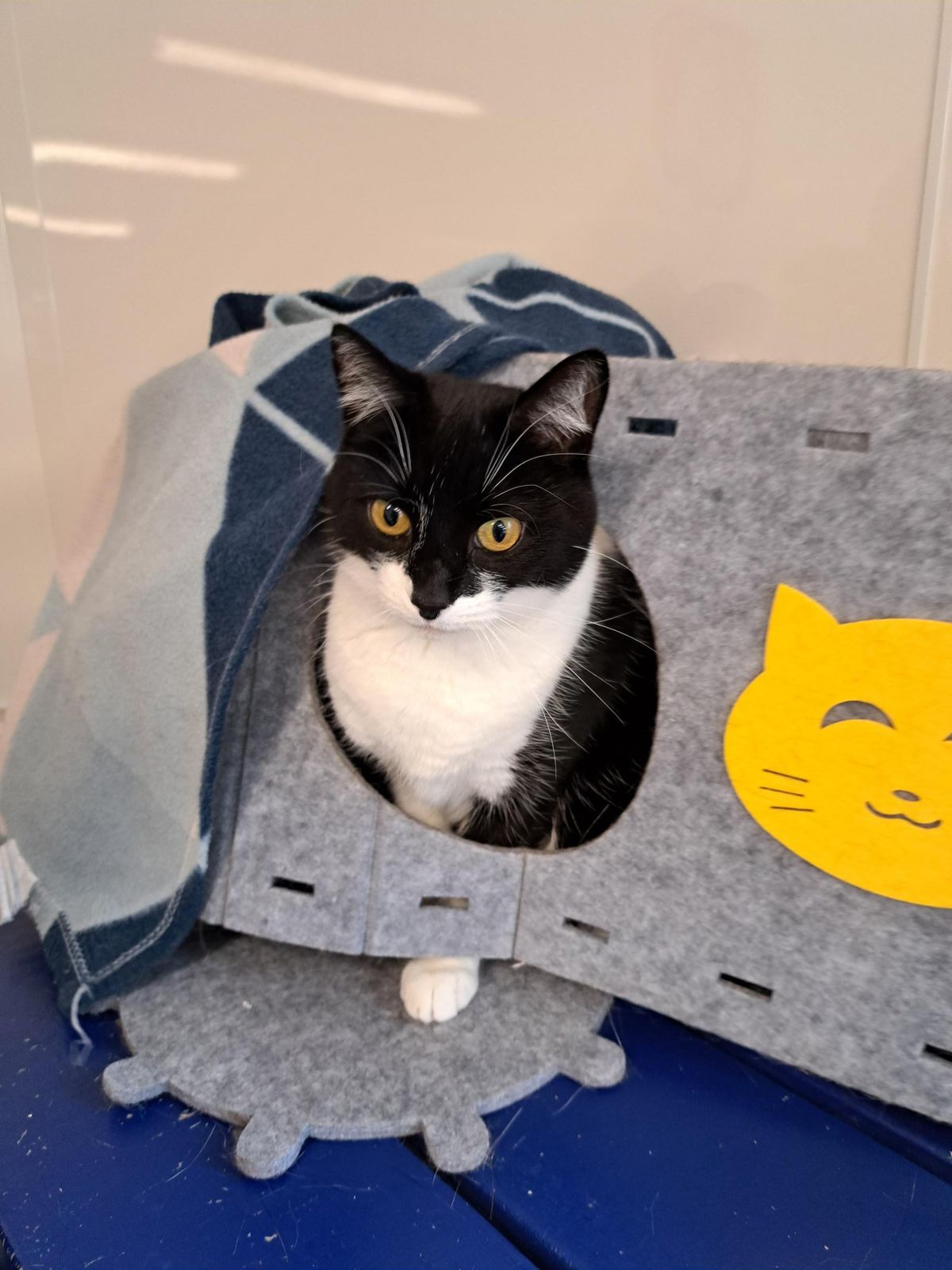 Gallery image: Pixie