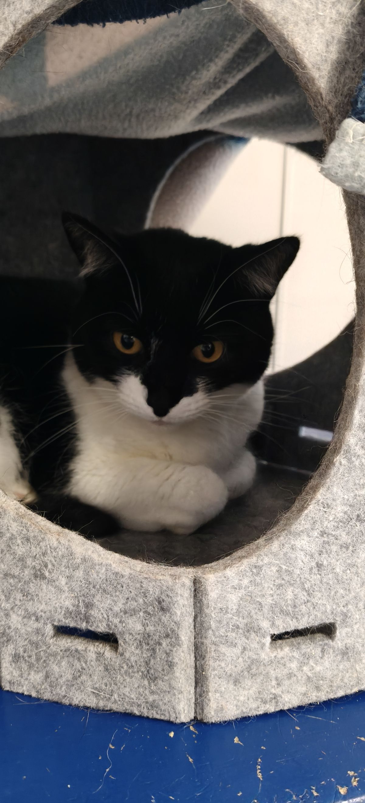 Gallery image: Pixie