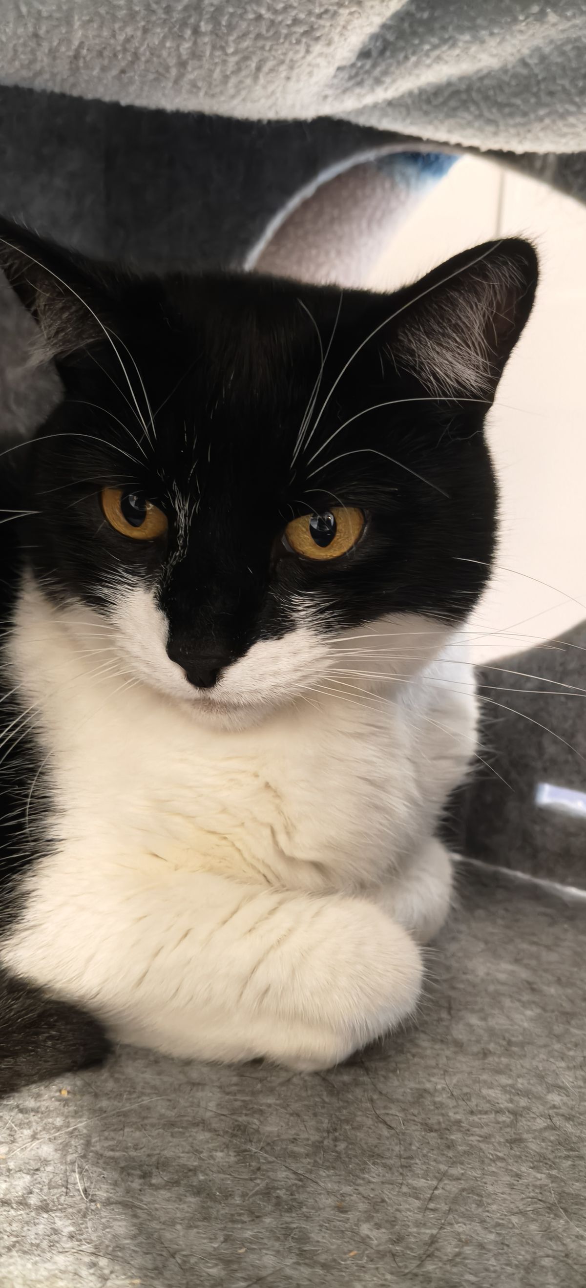 Gallery image: Pixie