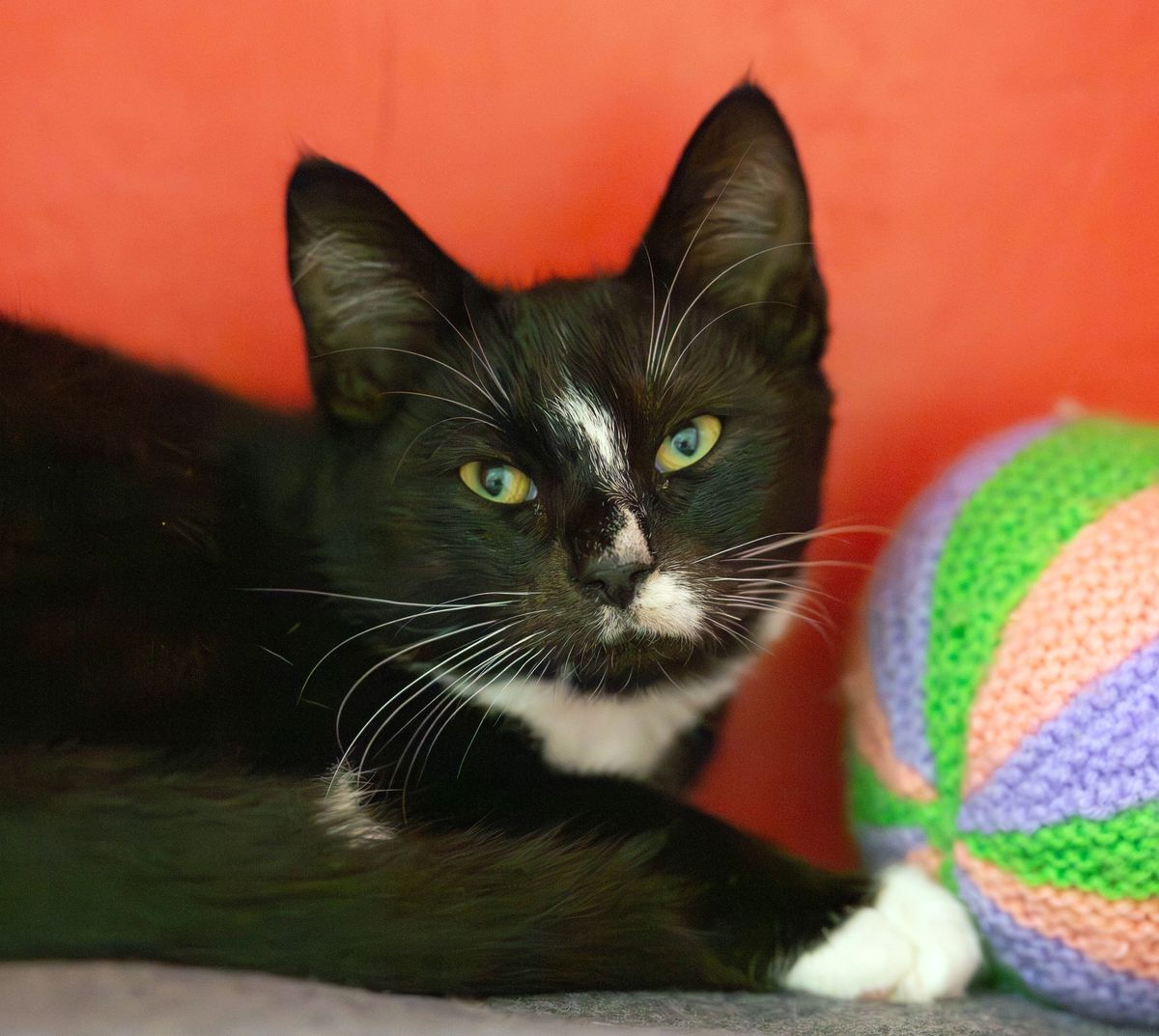 Gallery image: Grover