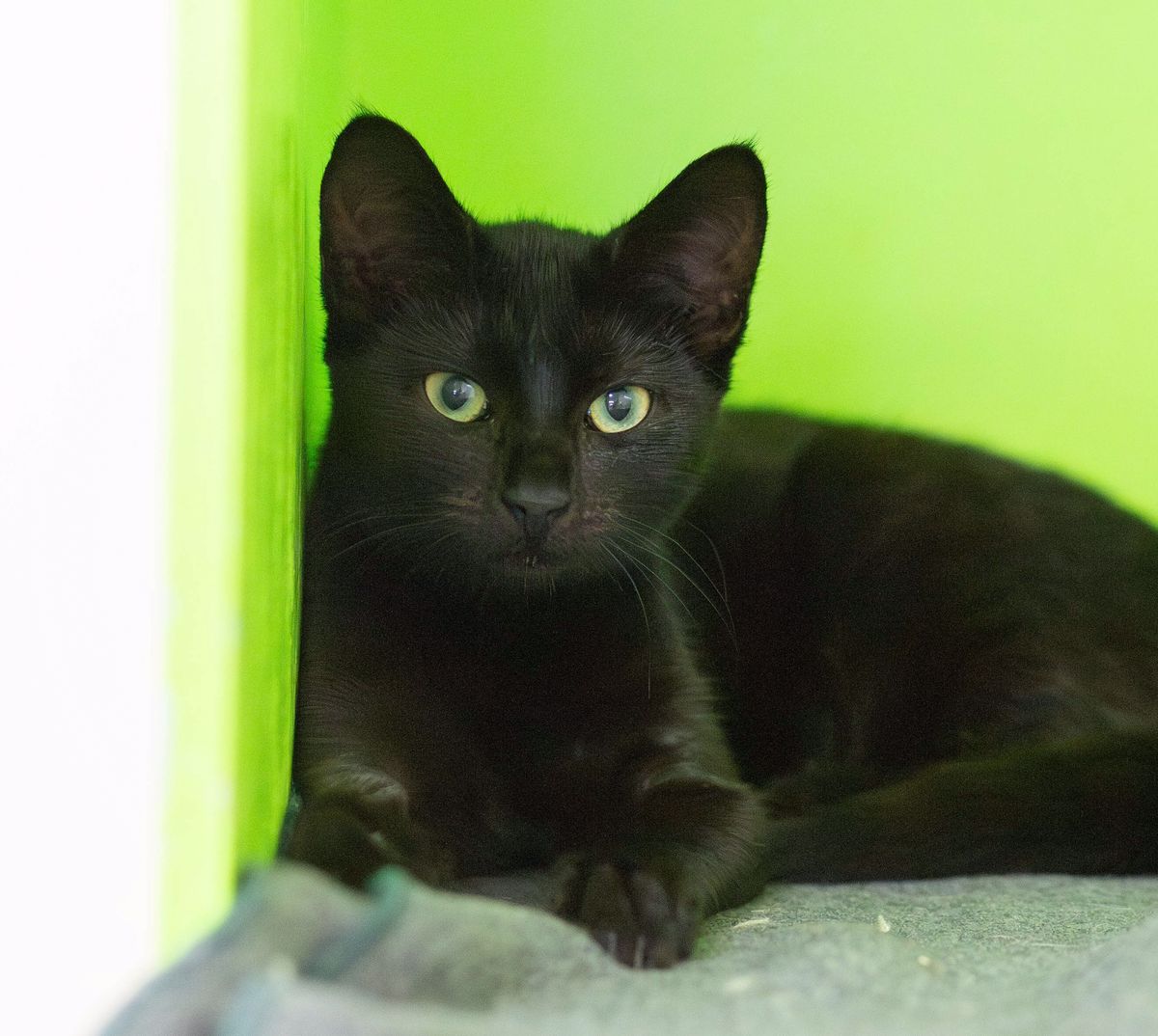 Gallery image: Bianca