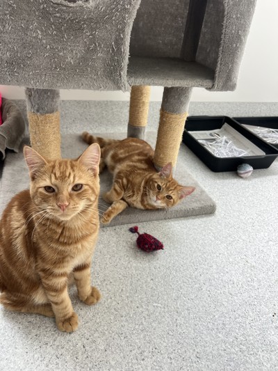 Manderin - Domestic Short Hair