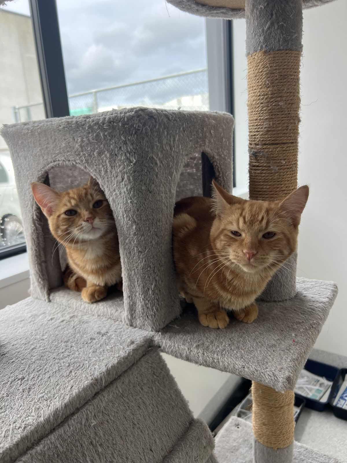 Gallery image: Manderin