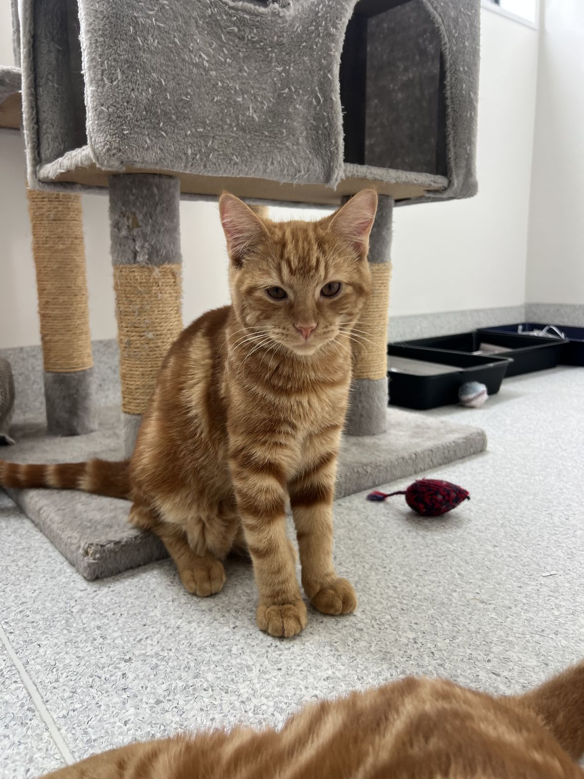 Gallery image: Manderin