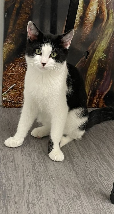 Domino - Domestic Short Hair